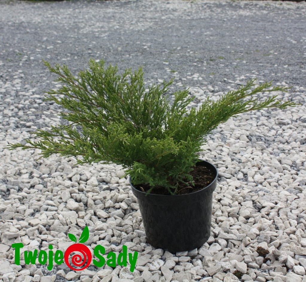 Jałowiec płożący ANDORRA COMPACTA 20cm doniczka - 6