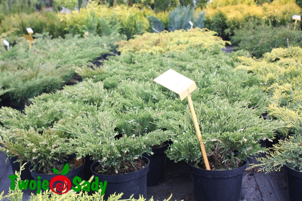 Jałowiec płożący VARIEGATA - 3