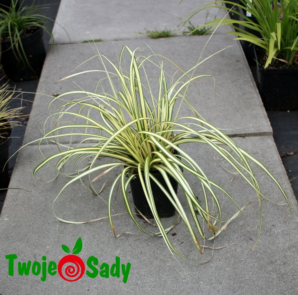 Turzyca oszimska EVERGOLD - 5