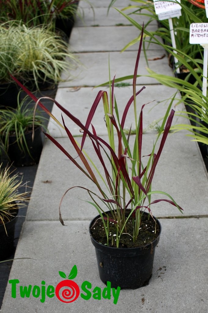 Imperata czerwona trawa RED BARON - 5
