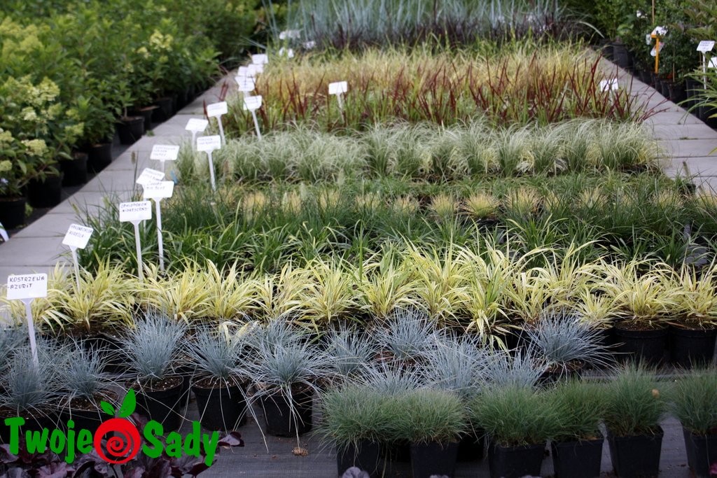 Konwalnik płaskopędowy NIGRESCENS - 6