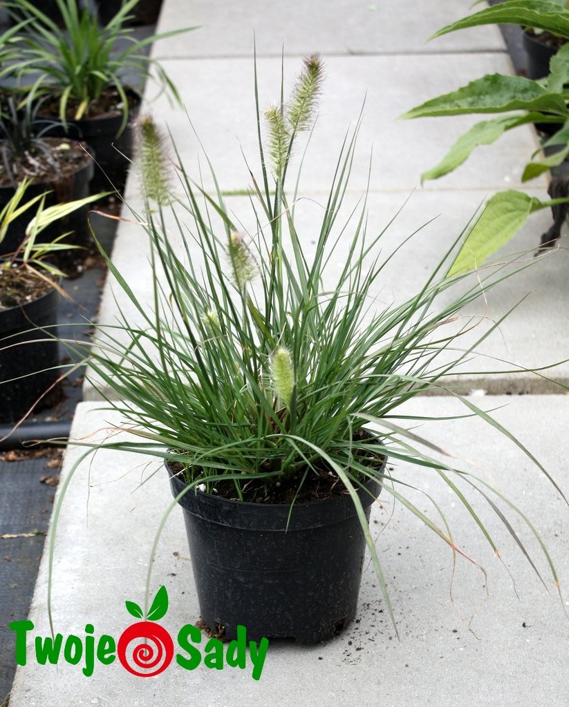 Trawa Rozplenica japońska LITTLE HONEY - 4