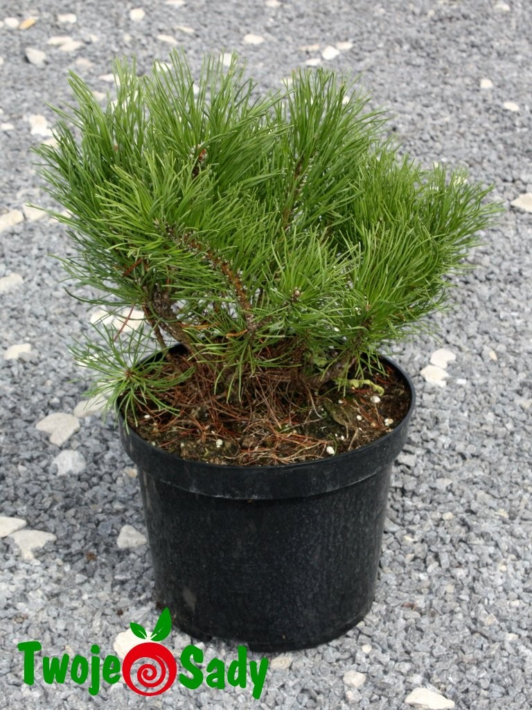 Sosna górska kosodrzewina MUGHUS - 4