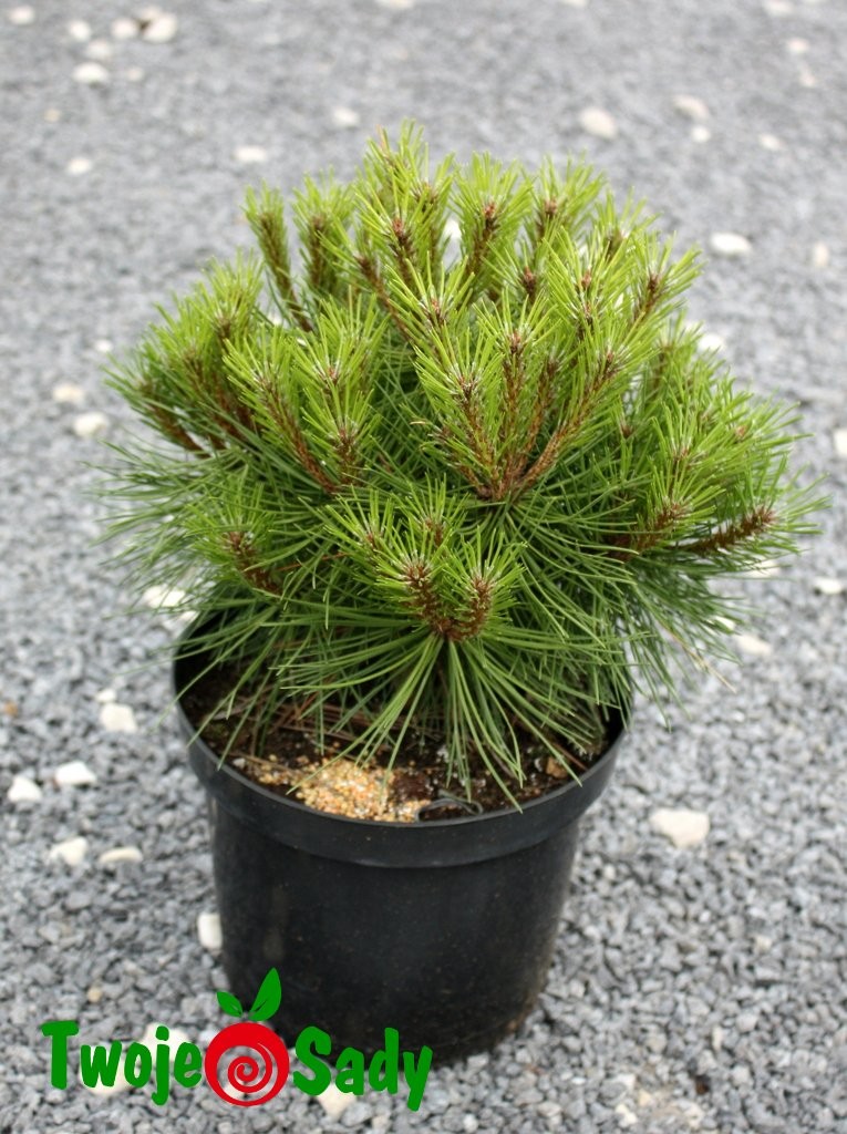 SOSNA CZARNA  MARIE BREGEON 15cm szczepiona doniczka