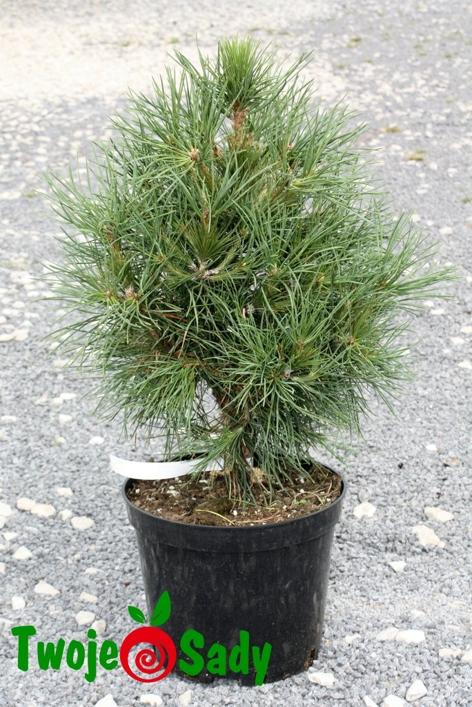 Sosna GLOBOSA VIRIDIS 30 cm szczepiona doniczka - 4