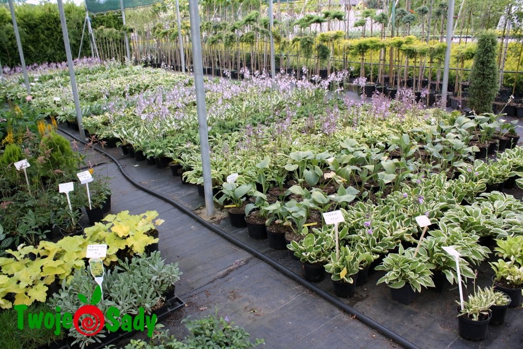 Funkia Hosta TEA AND CRUMPETS 15cm doniczka - 4