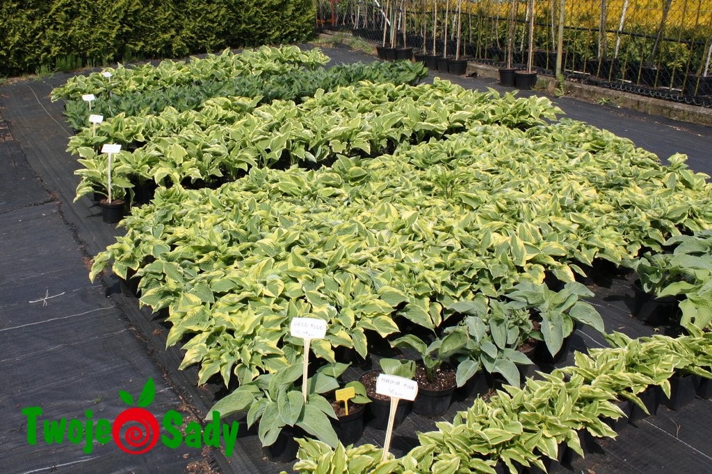 Funkia Hosta TWISTER 15cm doniczka - 6