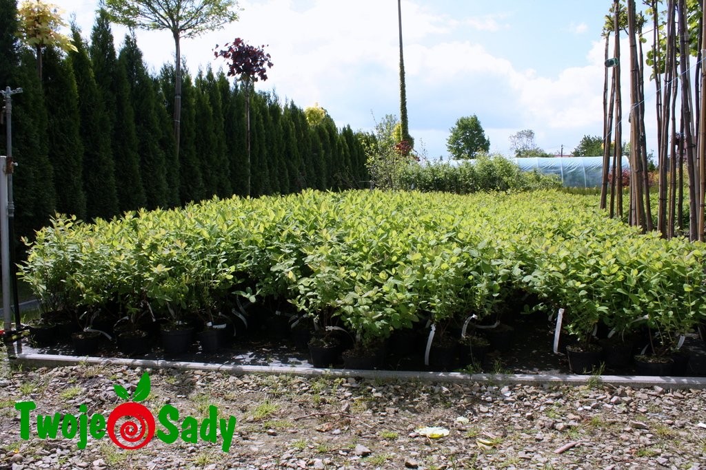 jagoda kamczacka TOMICZKA 50cm doniczka - 3