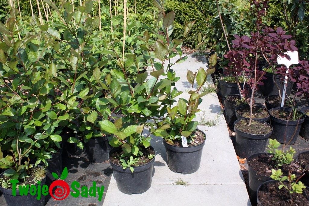 ARONIA CZARNA KRZACZASTA DONICZKA 50cm