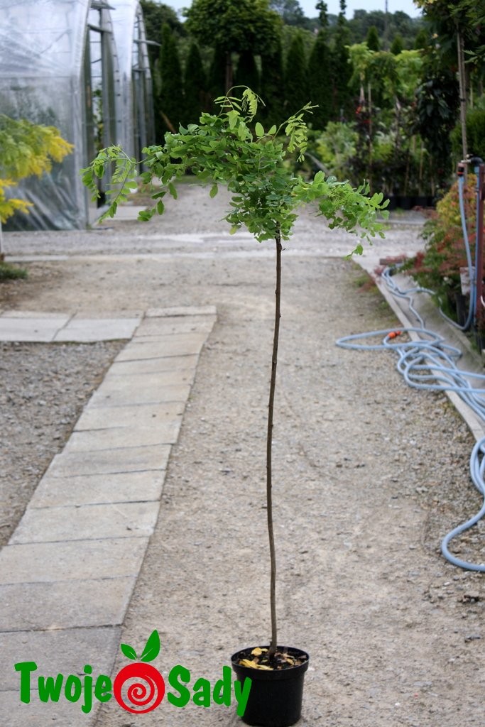 KARAGANA PODOLSKA  GLOBOSA PA 130cm