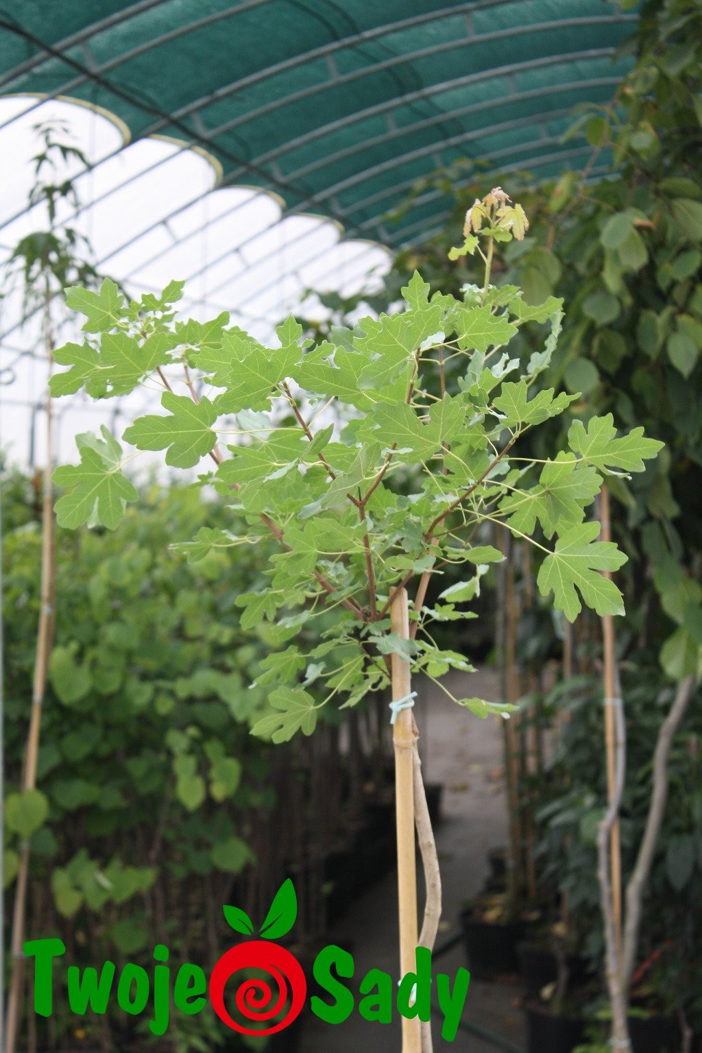 KLON POLNY NANUM GLOBOSA PA 170cm