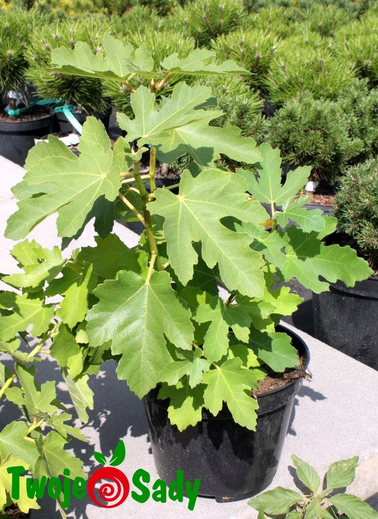 FIGOWIEC POSPOLITY 30cm DONICZKA