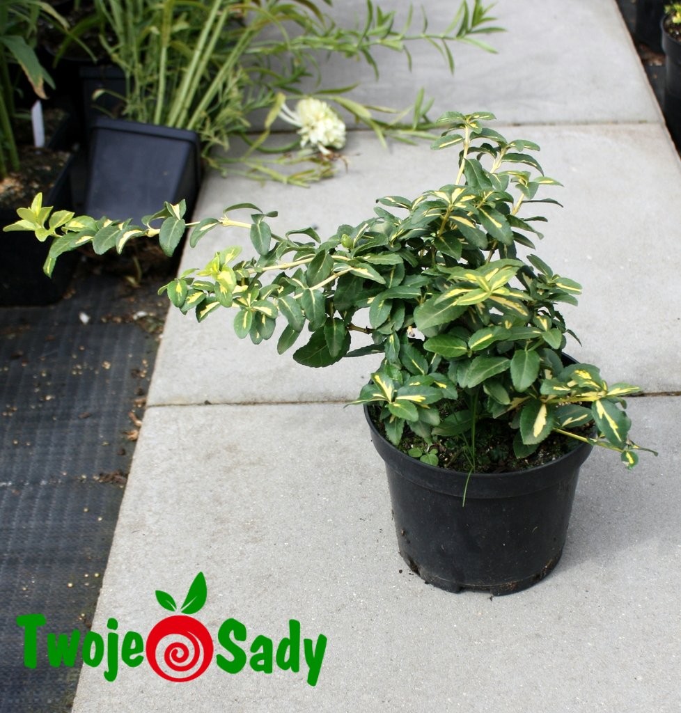 TRZMIELINA FORTUNEI SUNSPOT 25cm