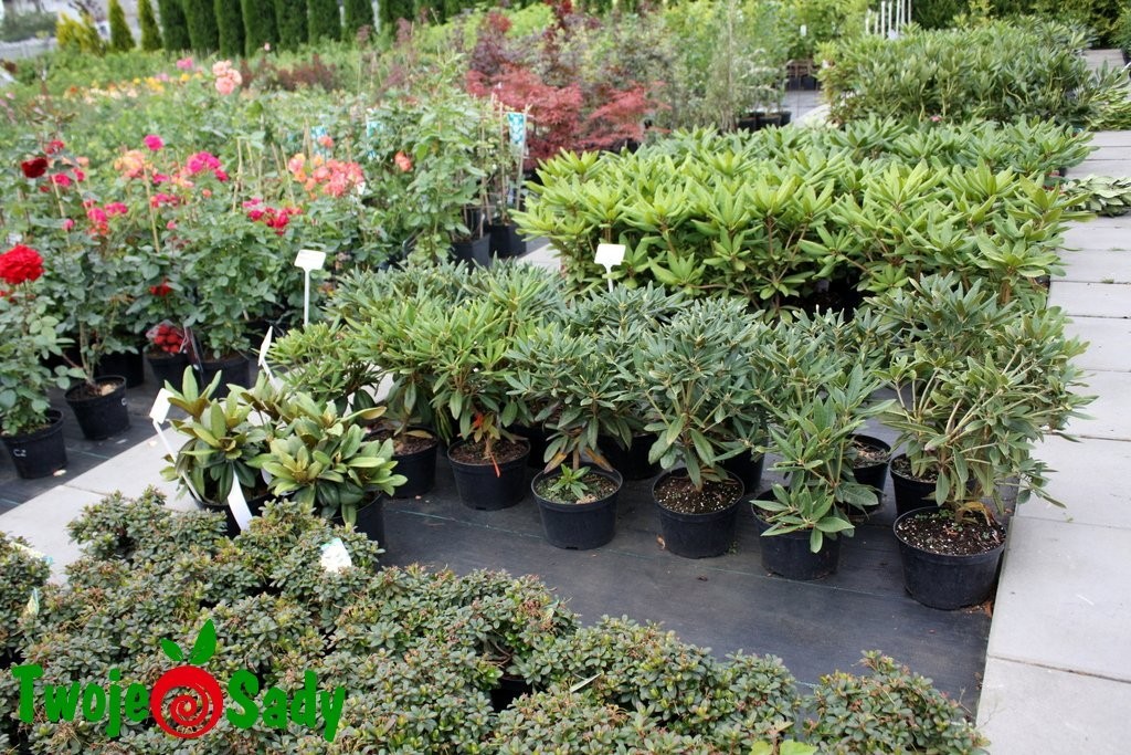 RHODODENDRON ROSEUM ELEGANS 35cm DONICZKA