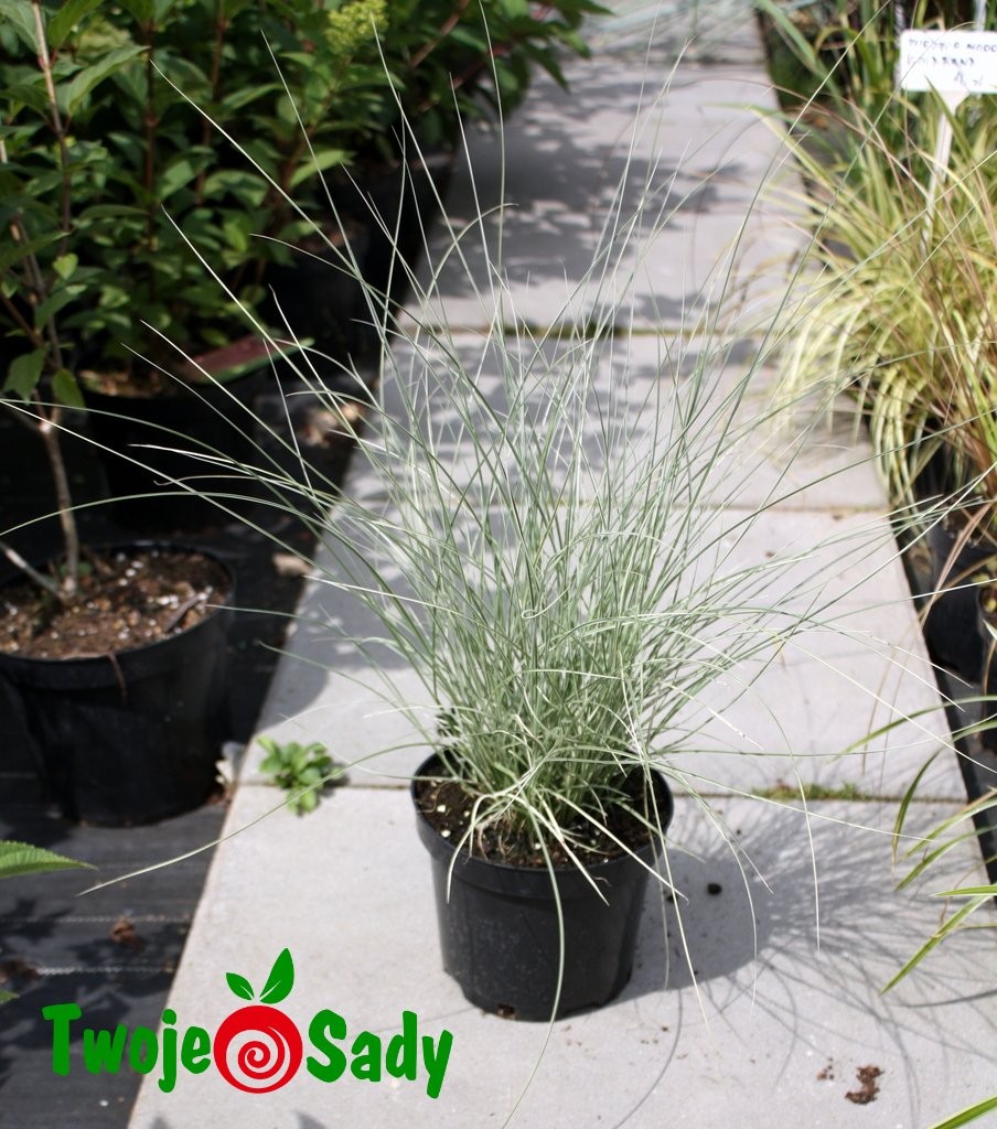 MISKANT CHISKI  MORNING LIGHT 30cm DONICZKA