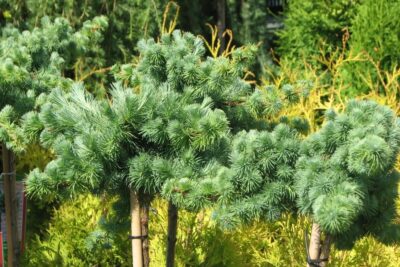 Modrzew japoński BLUE DWARF