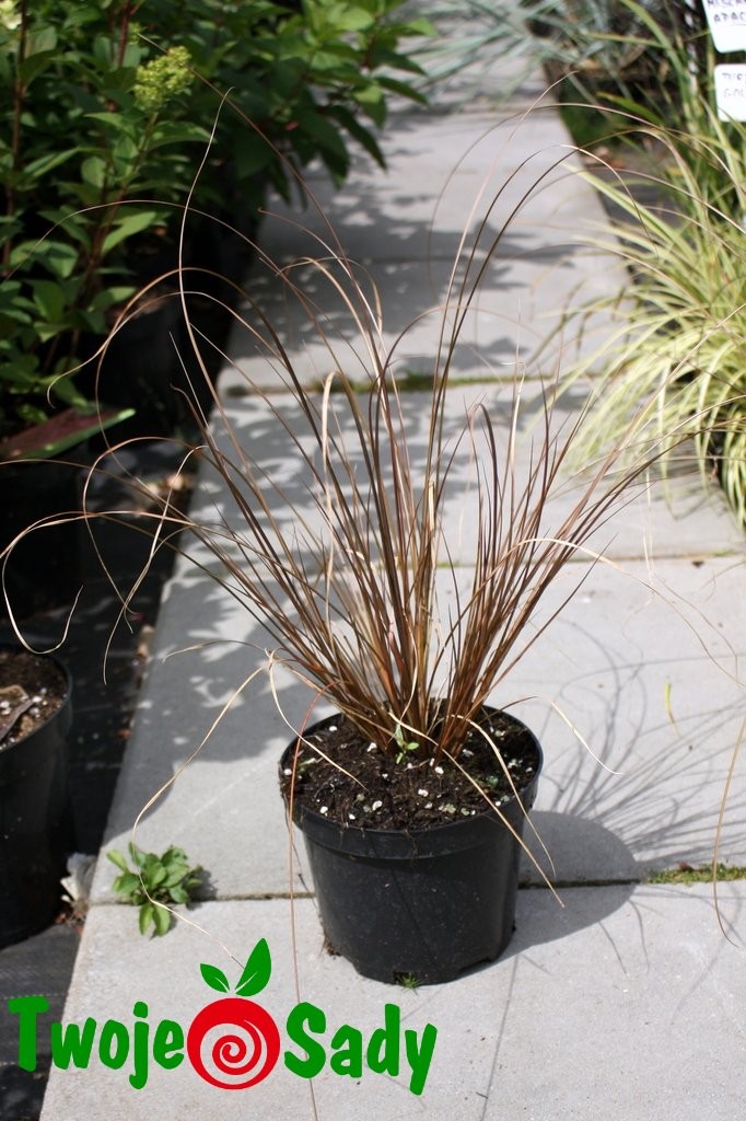 TURZYCA PETRIEGO MILK CHOCOLATE 30cm DONICZKA