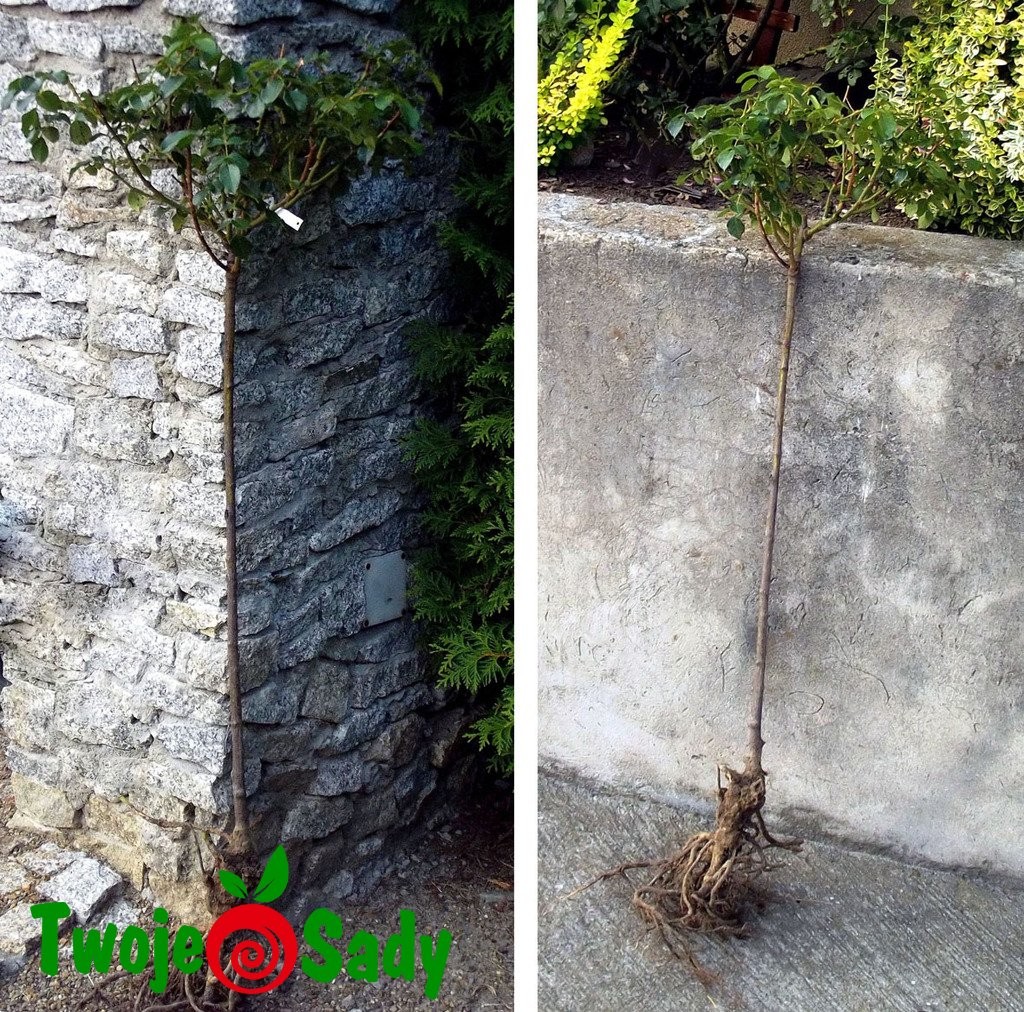 RÓŻA PNĄCA NA PNIU MADAME PLANTIER