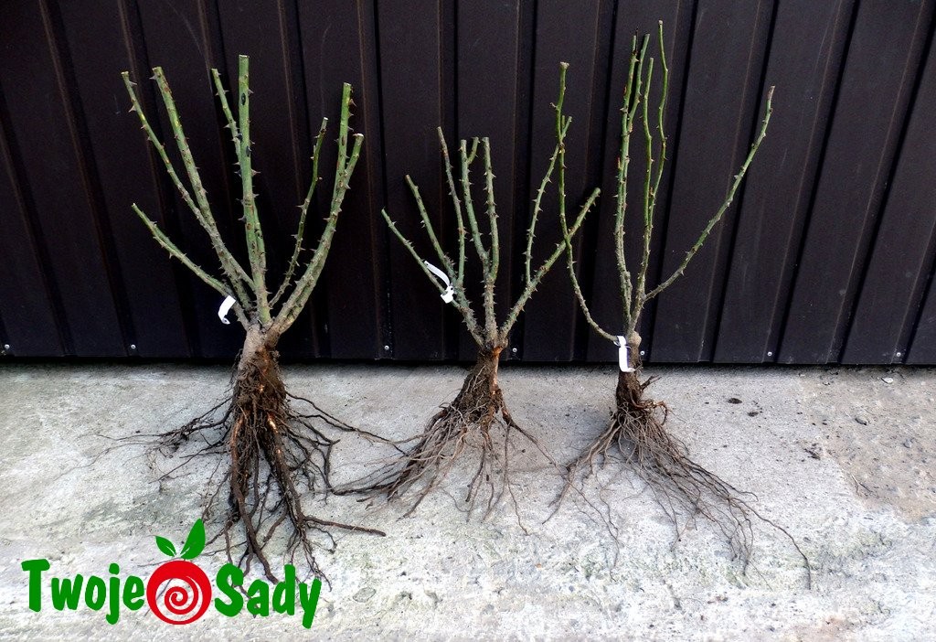 RÓŻA WIELKOKWIATOWA PREZYDENCKIE BORDO