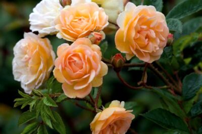 Róża pnąca GHISLAINE DE FELIGONDE