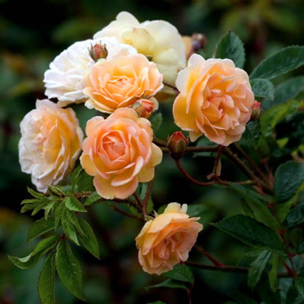 Róża pnąca GHISLAINE DE FELIGONDE