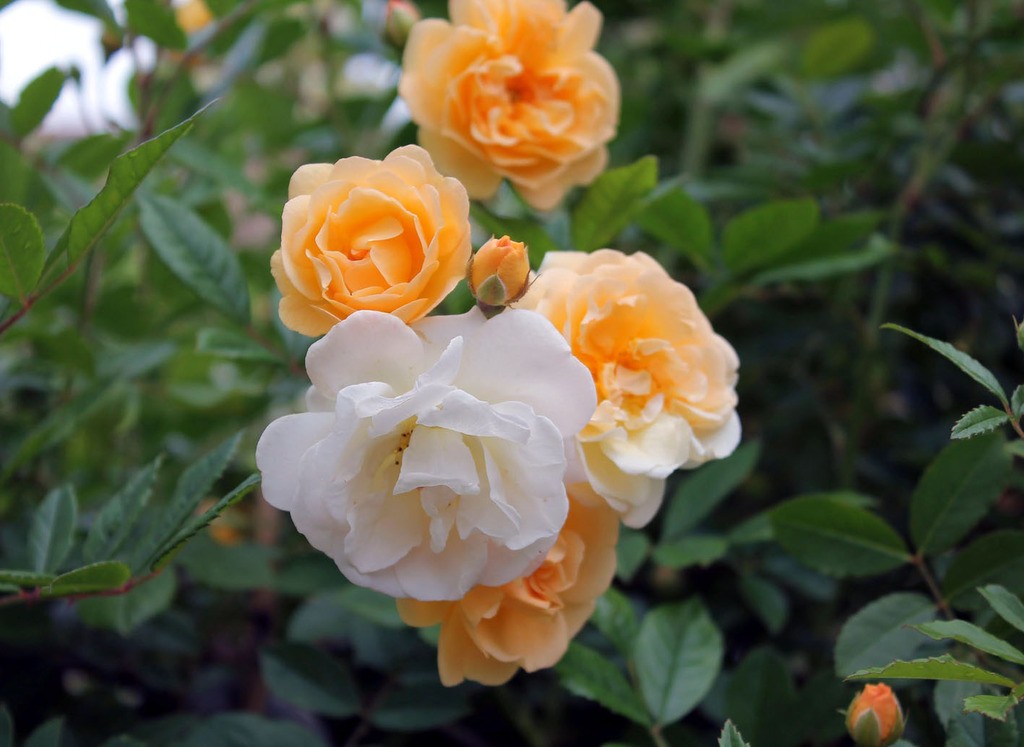 RÓŻA PNĄCA GHISLAINE DE FELIGONDE