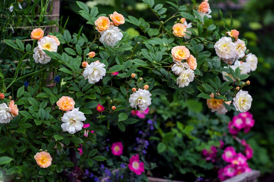 RÓŻA PNĄCA GHISLAINE DE FELIGONDE