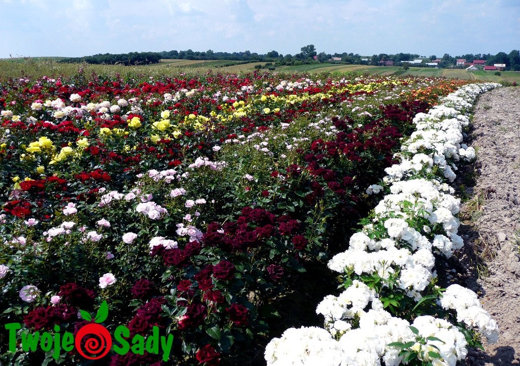 RÓŻA TRABATOWA ROSE DE RESHT