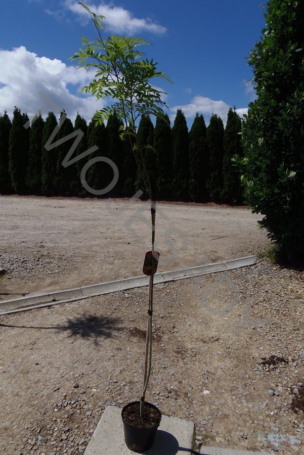 Jarzębina żółta FASTIGIATA - 1