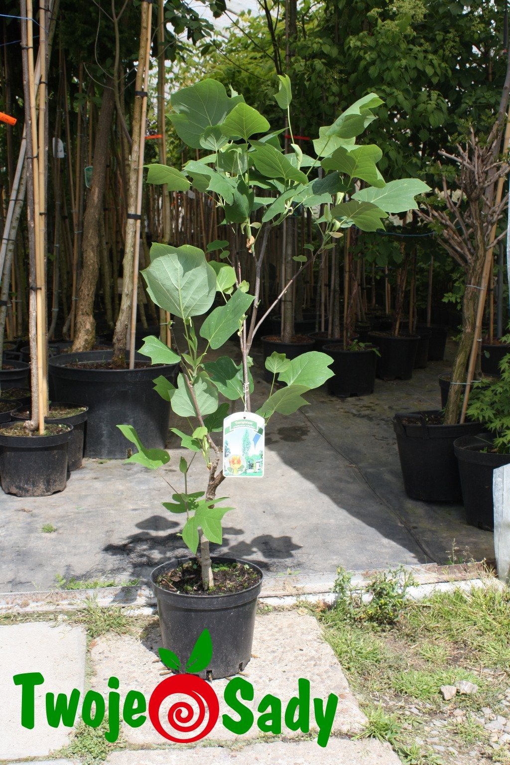 Tulipanowiec amerykański FASTIGIATA 150cm doniczka