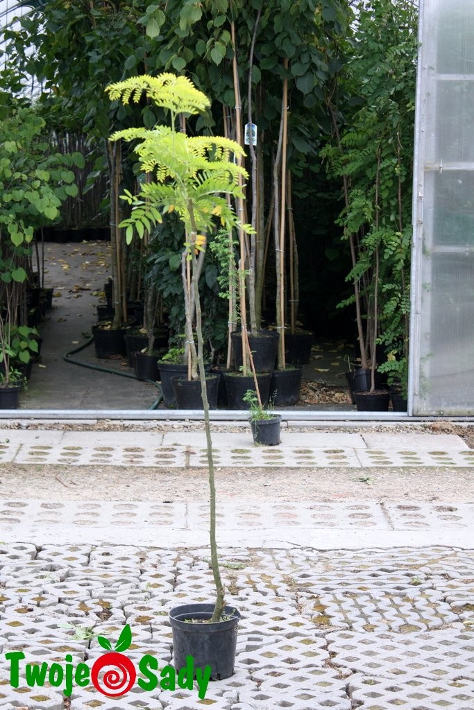 Glediczja trójcierniowa SUNBURST 140cm szczepiona doniczka