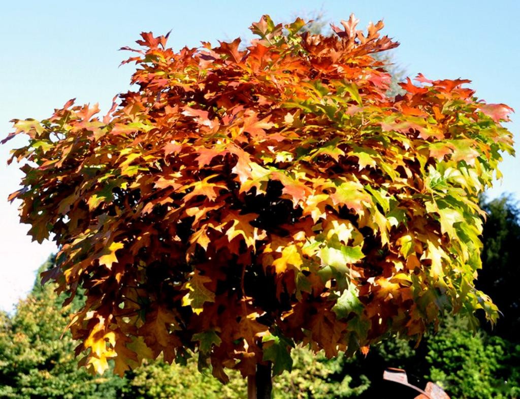 Dąb błotny GREEN DWARF kulisty 180cm szczepiony doniczka