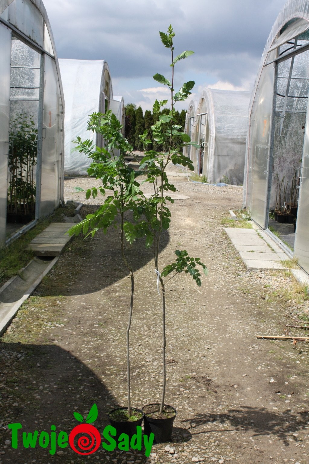 Jarząb jadalny BURKA 180cm doniczka