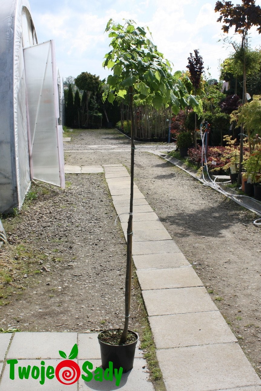 Lipa drobnolistna LICO 160cm szczepiona doniczka