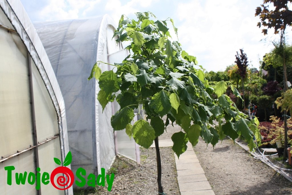 Lipa drobnolistna LICO 160cm szczepiona doniczka