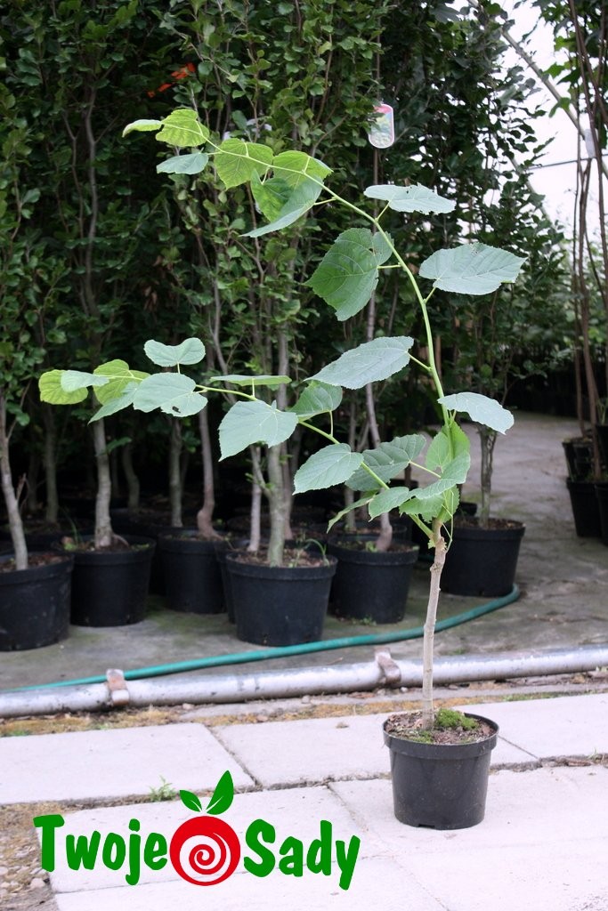 Lipa szerokolistna FASTIGIATA 110cm doniczka