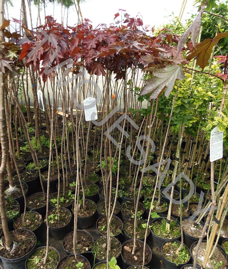 Klon pospolity FASSEN'S BLACK 180cm szczepiony doniczka