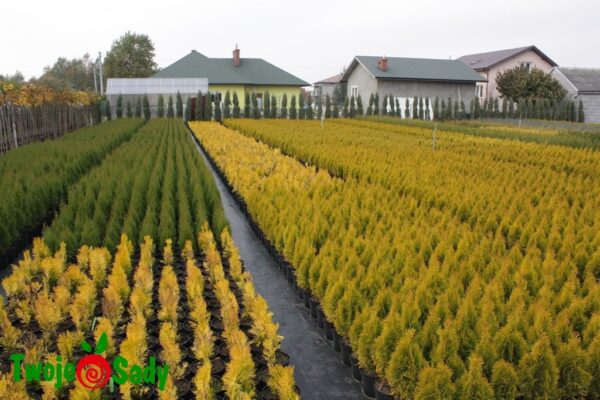 Tuja thuja 4EVER GOLD 40cm doniczka