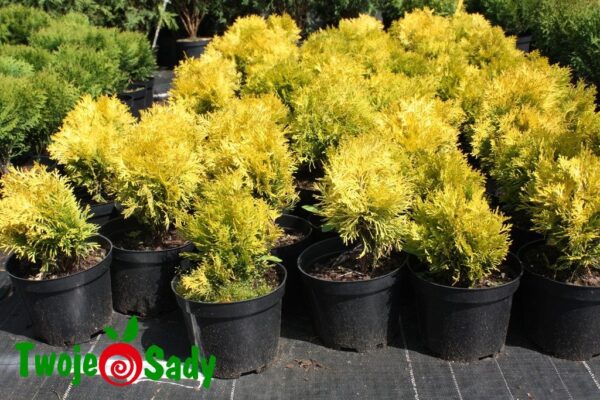 Tuja thuja AMBER GLOW 20cm doniczka