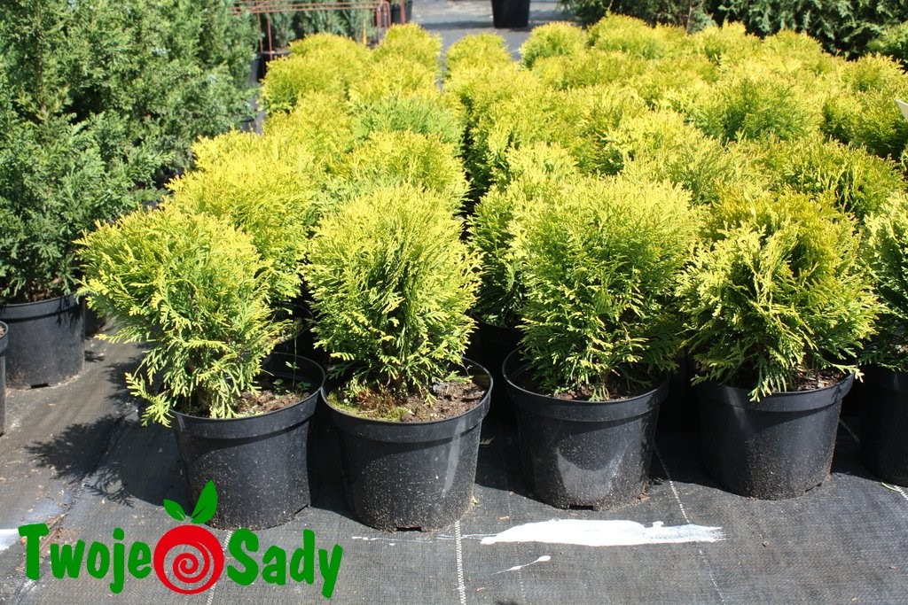 Tuja thuja MIRJAM 15cm doniczka