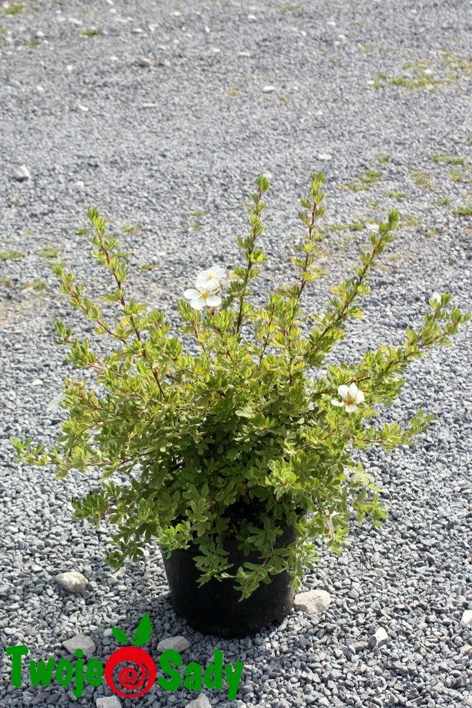 Pięciornik krzewiasty ABBOTSWOOD 30cm doniczka