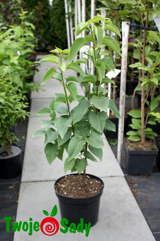 Lilak pospolty MME MADAME LEMOINE 50cm doniczka