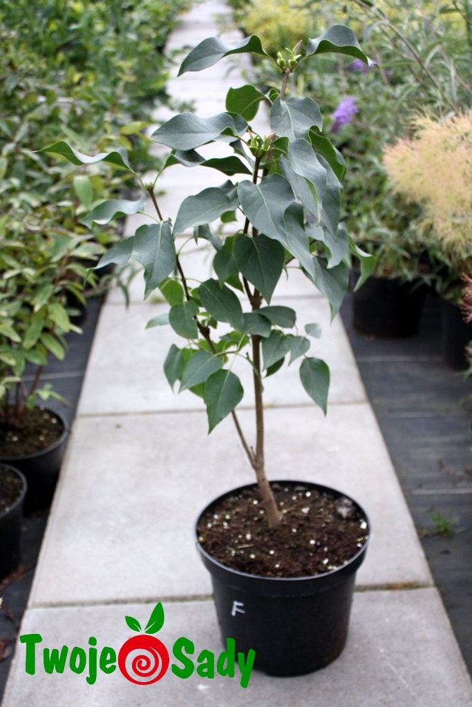 Lilak pospolty CONGO 50cm doniczka