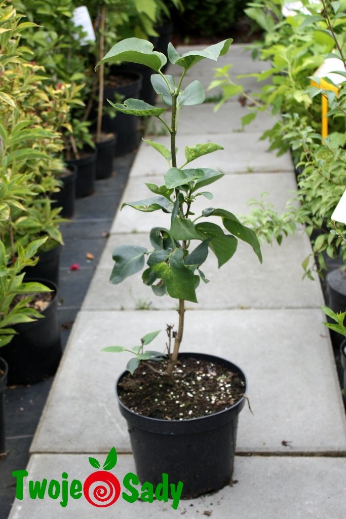 Lilak pospolty STEFAN MAKOWIECKI 50cm doniczka