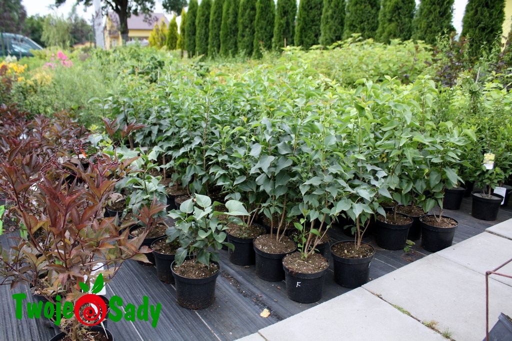 Lilak pospolty STEFAN MAKOWIECKI 50cm doniczka