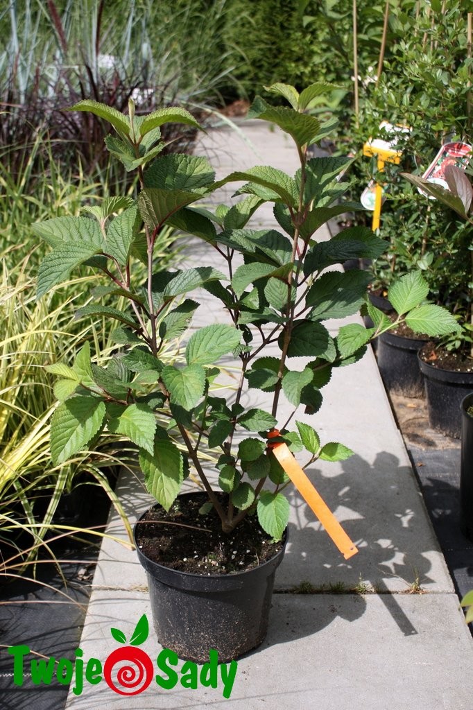 Kalina japońska GRANDIFLORUM 50cm doniczka