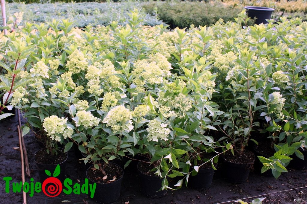 Hortensja bukietowa MAGICAL CANDLE 50cm doniczka