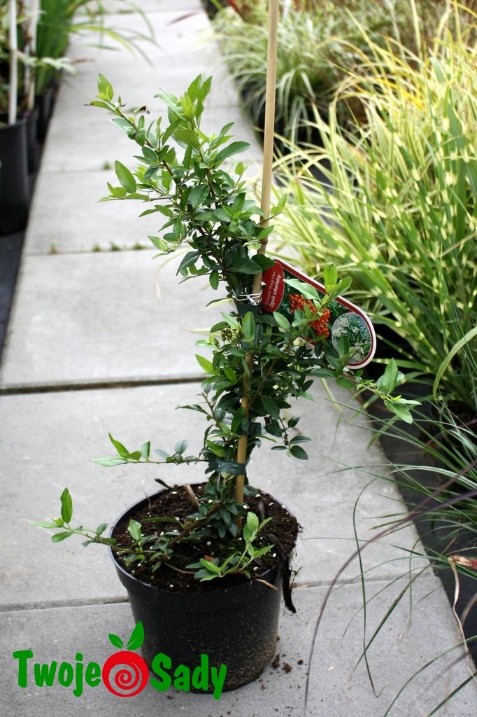 Ognik szkarłatny ORANGE GLOW 40cm doniczka