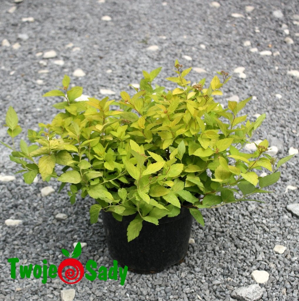 Tawuła japońska GOLDEN PRINCESS 15cm doniczka