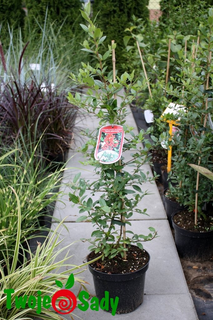 Ognik szkarłatny RED COLUMN 40cm doniczka